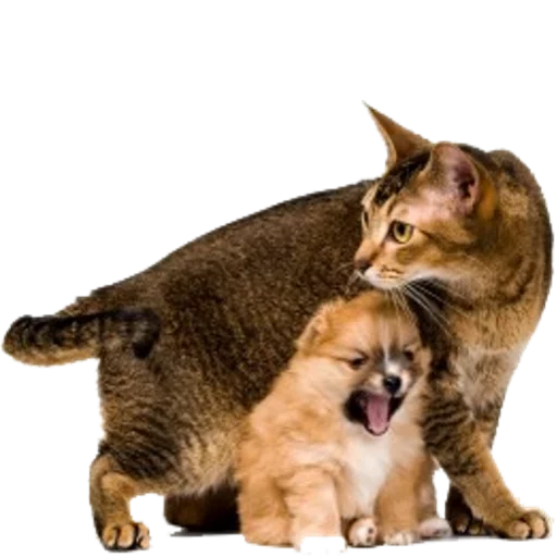 Эмодзи Tigers Cats