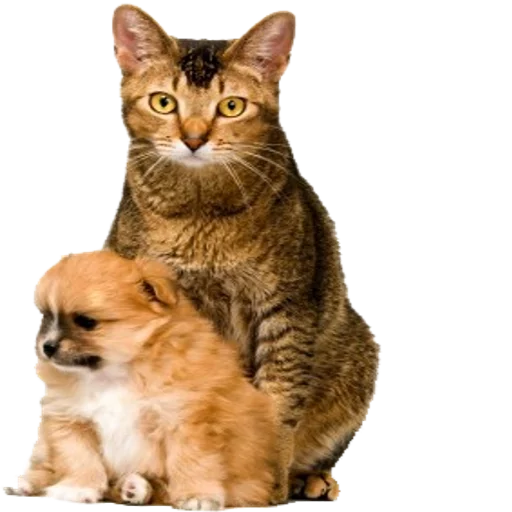 Эмодзи Tigers Cats