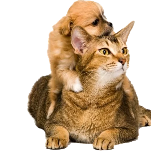 Эмодзи Tigers Cats