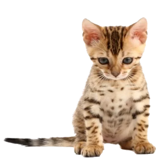 Эмодзи Tigers Cats