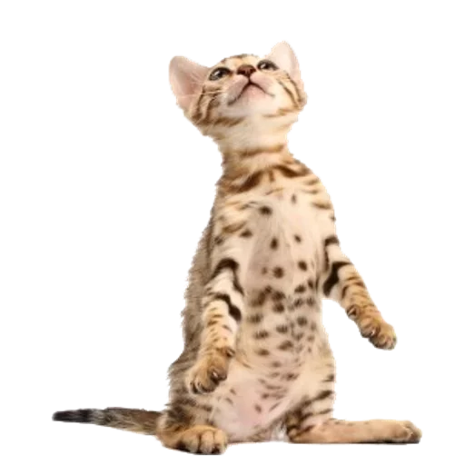 Эмодзи Tigers Cats