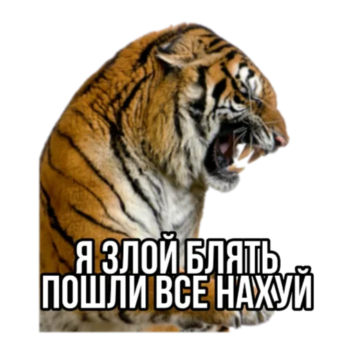 Эмодзи Тигр пошлит