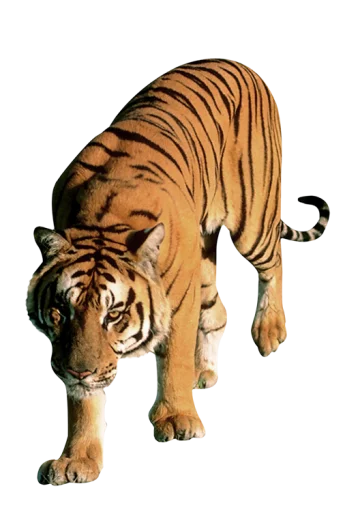 Эмодзи Тигр