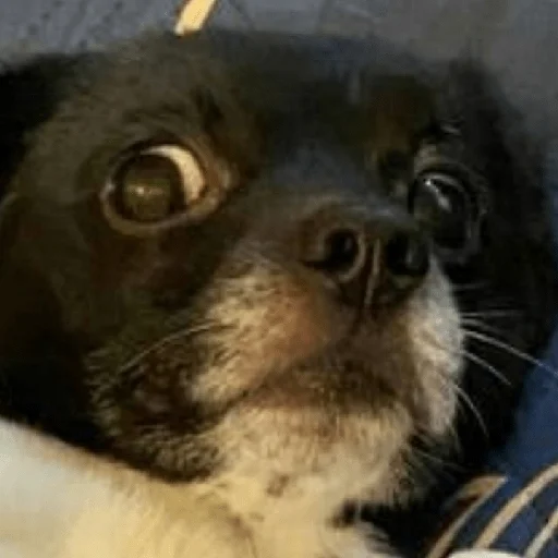 Эмодзи Timidi_Kopchik