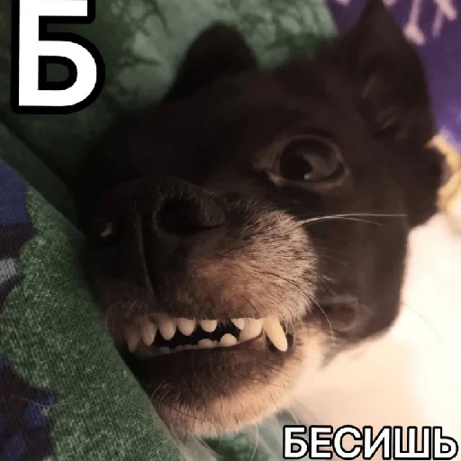 Эмодзи Timidi_Kopchik