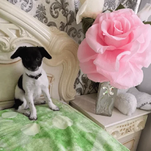 Эмодзи Timidi_Kopchik