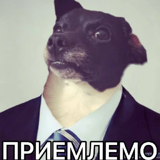Эмодзи Timidi_Kopchik