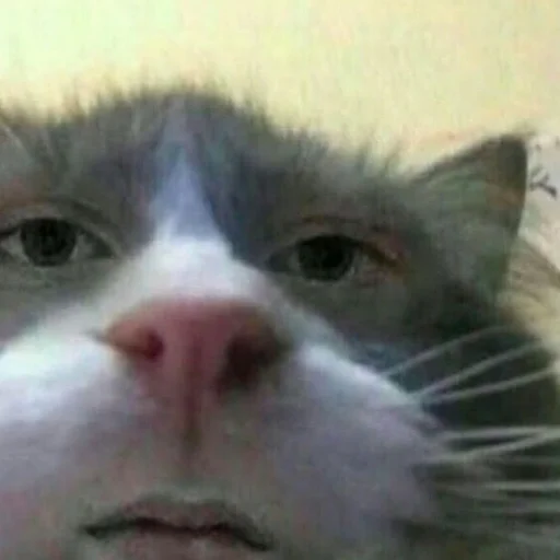 Эмодзи TomiokO4ka