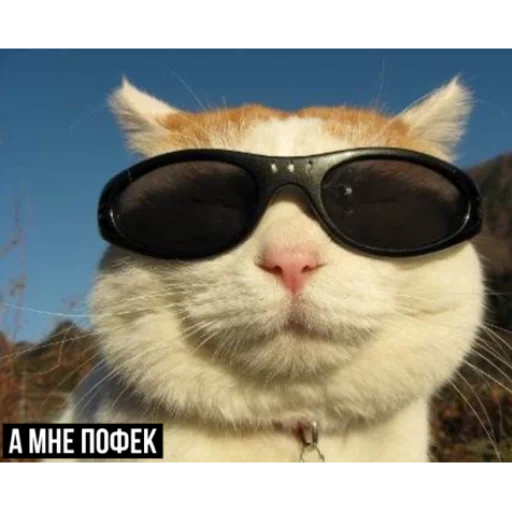 Эмодзи задолбанные котики