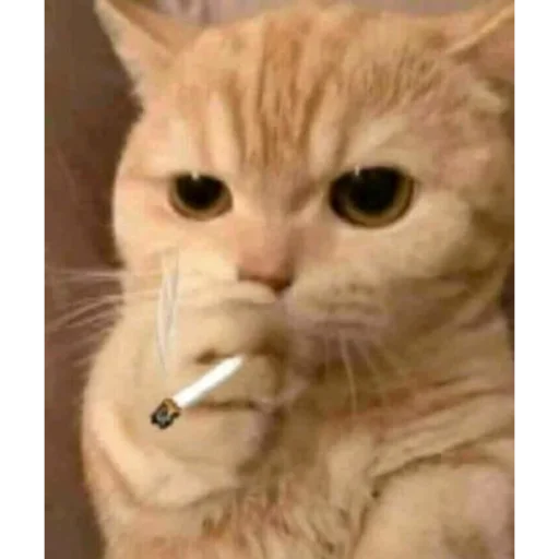 Эмодзи задолбанные котики