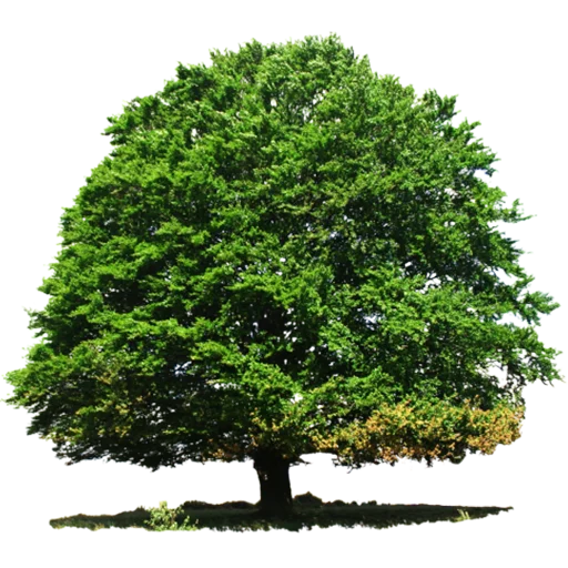?