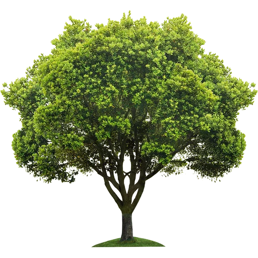 Эмодзи Trees Nature