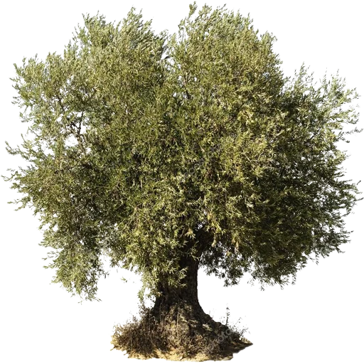 Эмодзи Trees Nature