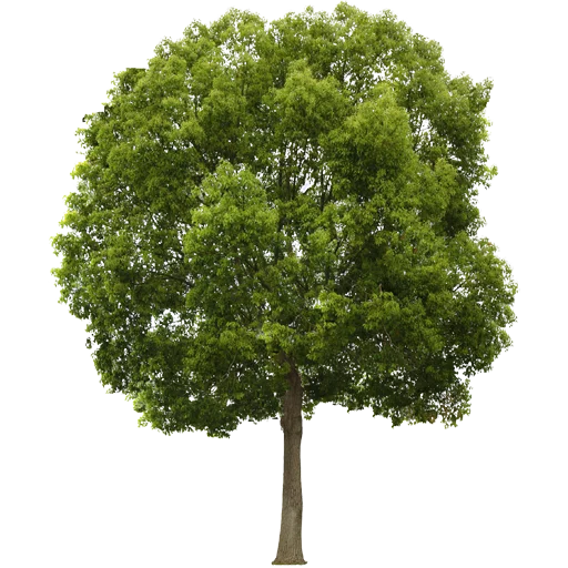Эмодзи Trees Nature