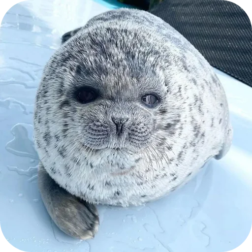 Эмодзи Тюленьчики