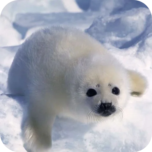 Эмодзи Тюленьчики