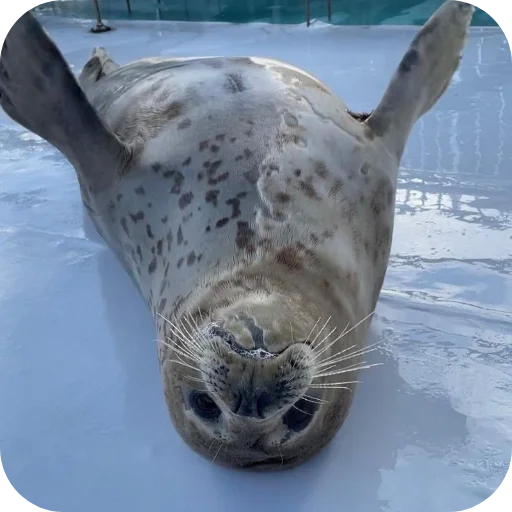 Эмодзи Тюленьчики