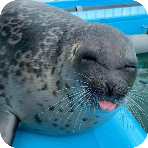 Эмодзи Тюленьчики