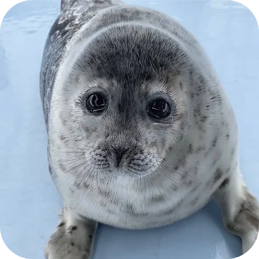 Эмодзи Тюленьчики