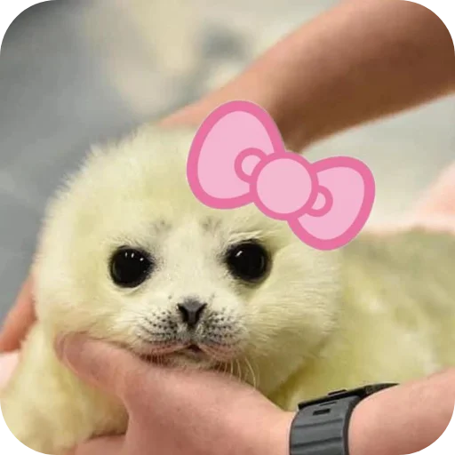 Эмодзи Тюленчик