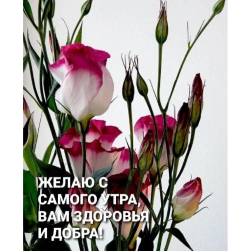 Эмодзи Ватсап Доброе утро