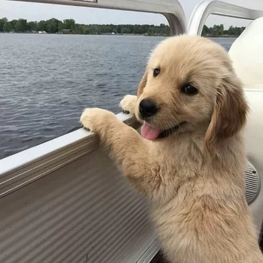 Эмодзи Uprt Animals