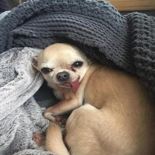 Эмодзи Uprt Animals