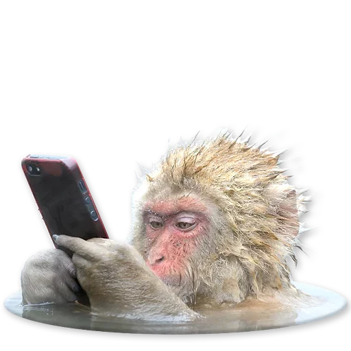 🐒