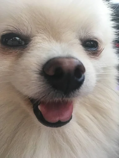 Эмодзи зоррик муд