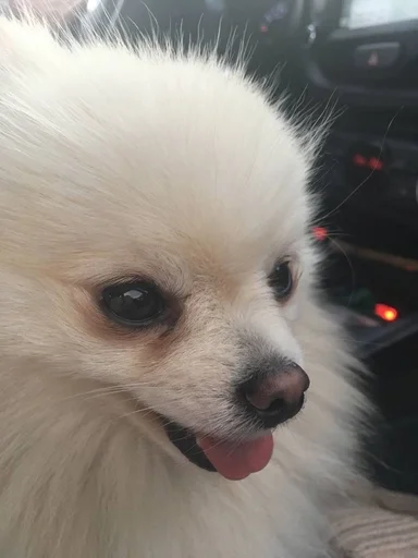 Эмодзи зоррик муд