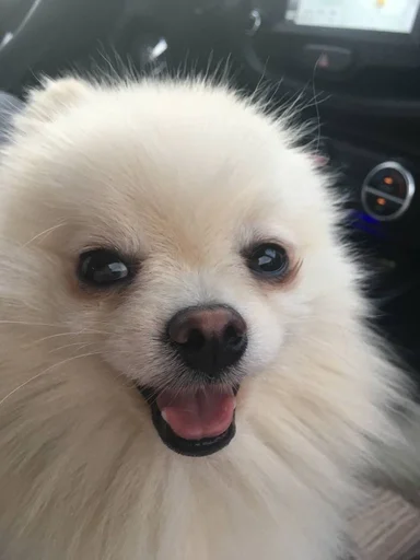 Эмодзи зоррик муд