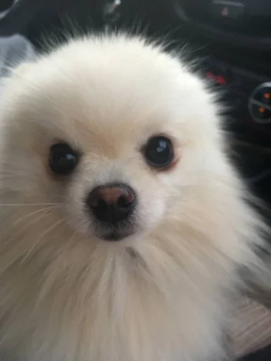 Эмодзи зоррик муд