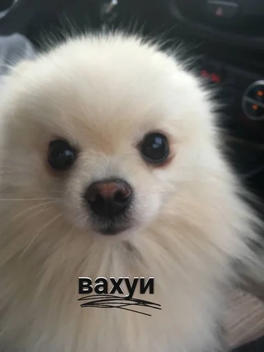 Эмодзи зоррик муд