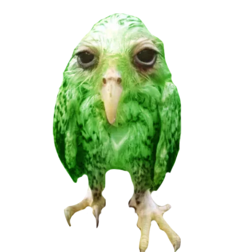 Эмодзи Duolingo