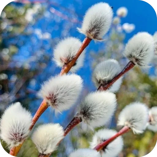 Эмодзи Вербное воскресенье