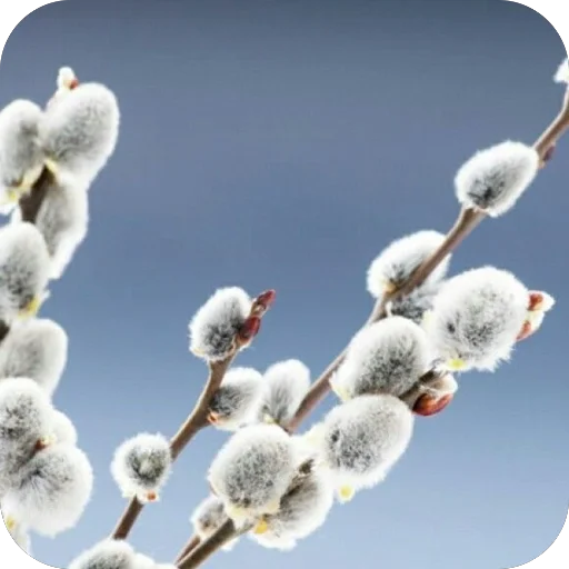 Эмодзи Вербное воскресенье