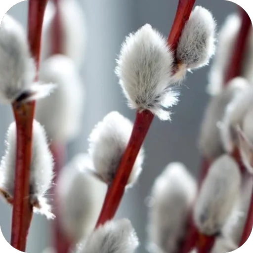 Эмодзи Вербное воскресенье