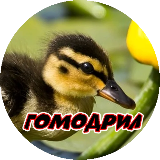 Эмодзи Злые Птицы - part 1