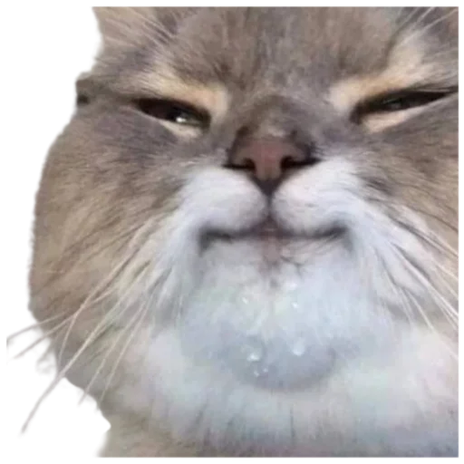 Эмодзи Cat Vibes