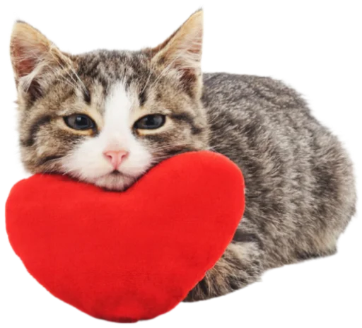 Эмодзи Cat Vibes