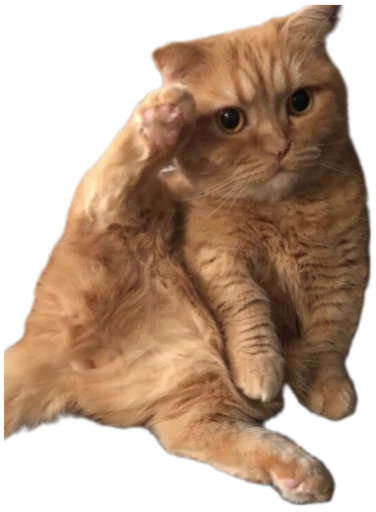 Эмодзи Cat Vibes