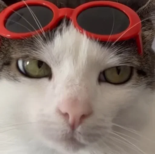 Эмодзи Cat Vibes