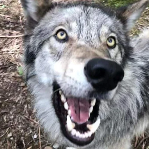 Эмодзи Волк