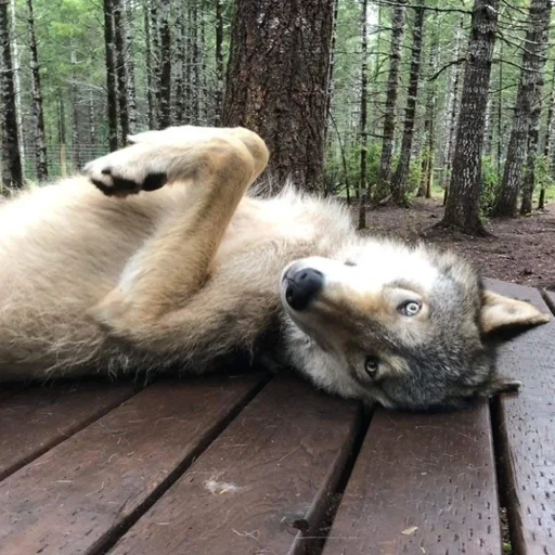 Эмодзи Волк