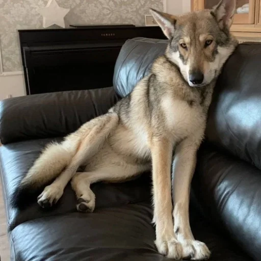 Эмодзи Волк