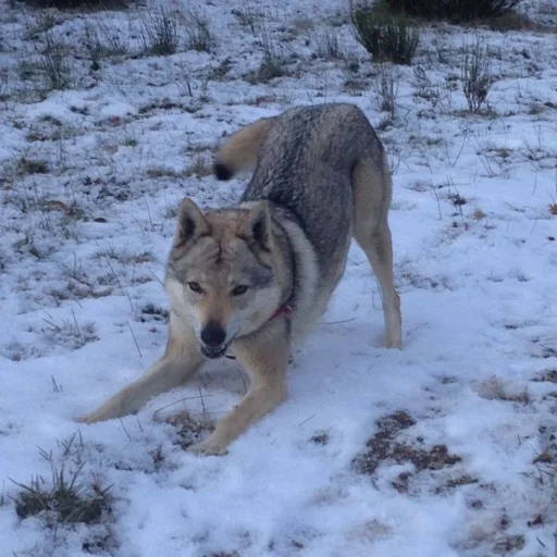 Эмодзи Волк