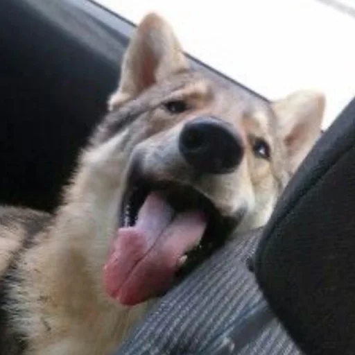 Эмодзи Волк