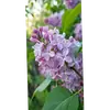 Эмодзи ЦВЕТОЧКИ