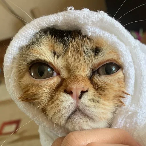 Эмодзи Всратость бытия