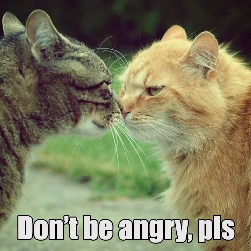 Эмодзи WTF Cats